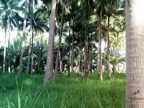 สวนมะพร้าว บางสะพานน้อย 10 ไร่